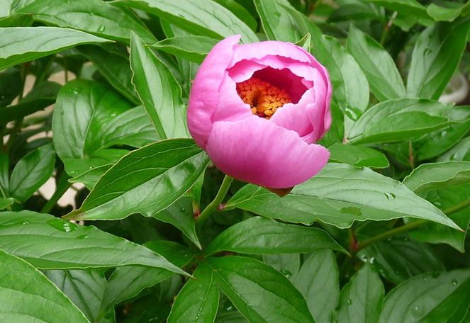 Paeonia Lactiflora Seeds Chinese Garden Peony